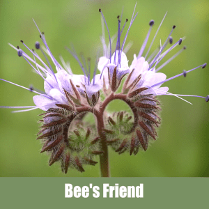 Bee's Friend, Phacelia tanacetifolia